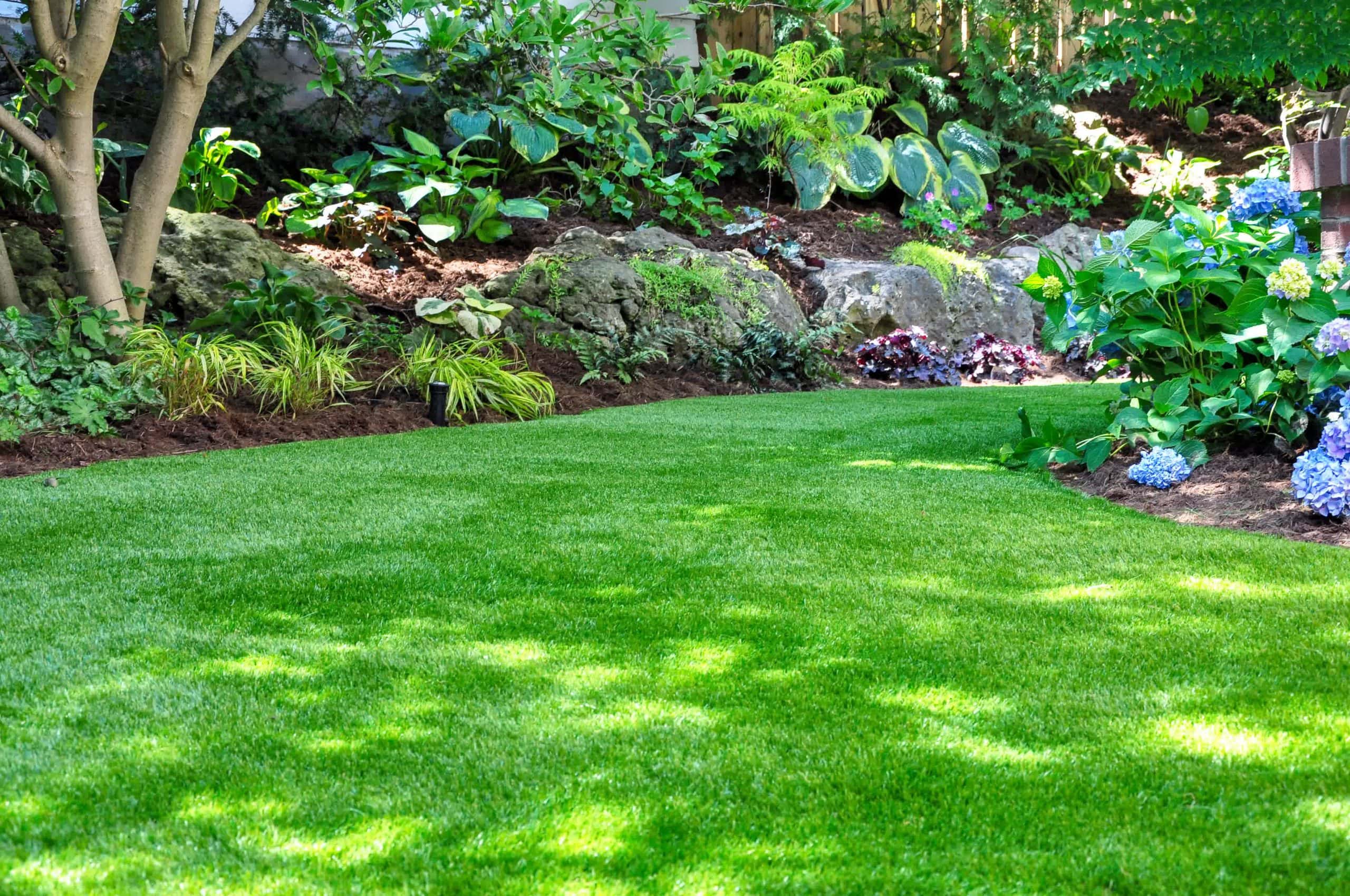 Lush green lawn bordered by vibrant plants, blooming hydrangeas, and a landscaped rock garden in a sunlit backyard.