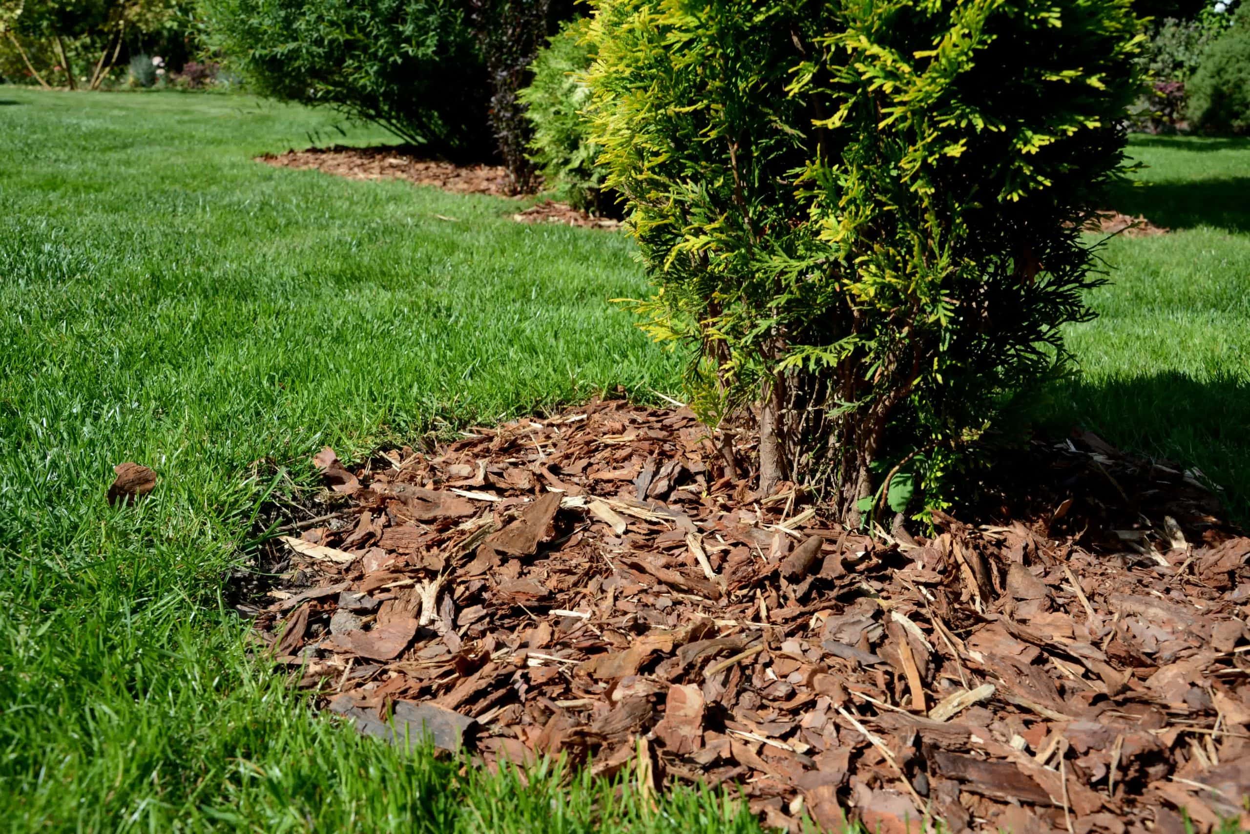 Mulch applied around the base of a green shrub in a well-manicured lawn, showcasing a tidy and natural yard design.