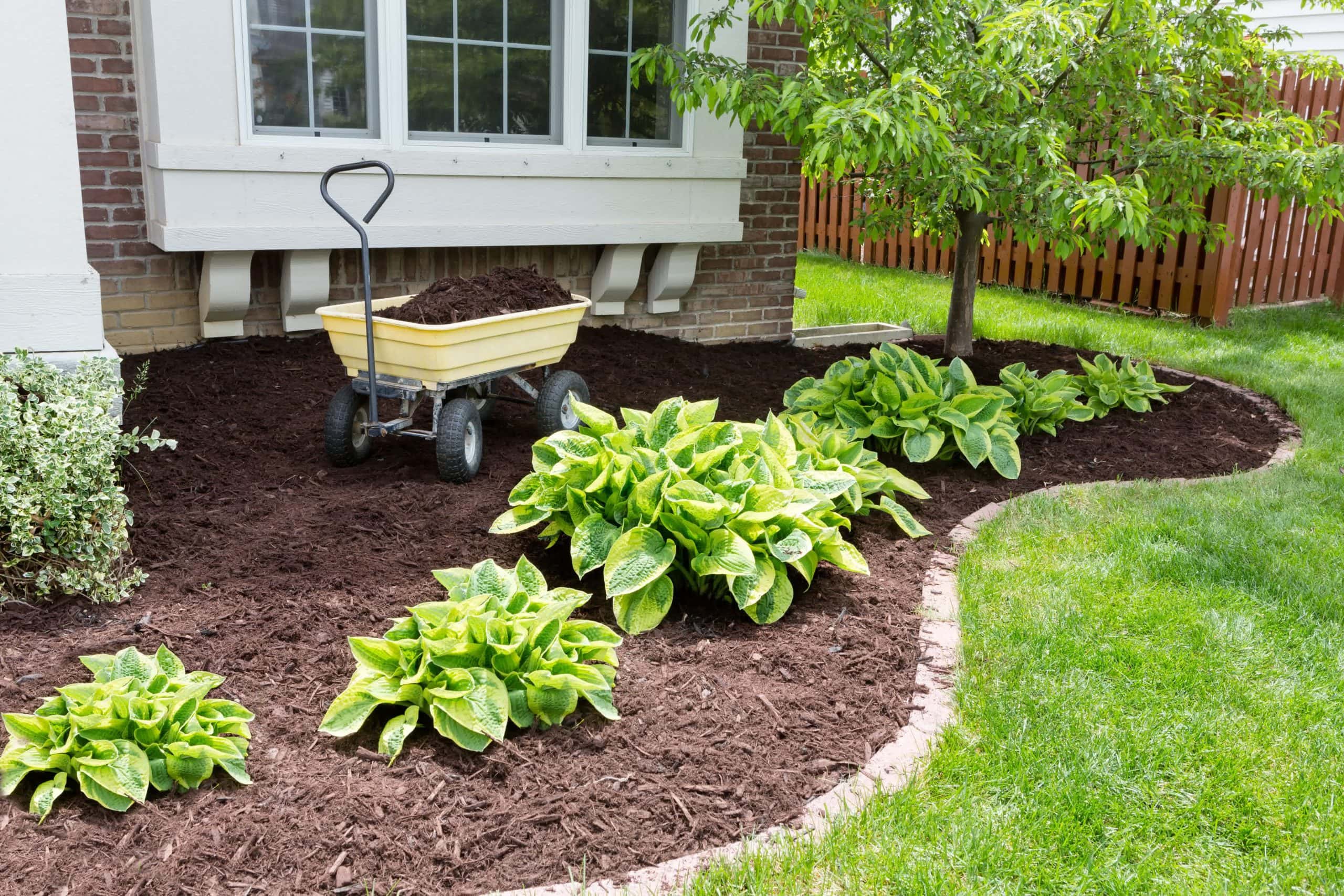 Mulched garden bed with vibrant green hostas, a tree, and a cart filled with mulch, highlighting a well-maintained yard.
