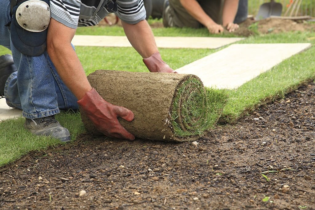Worker kneeling while rolling out turf grass onto prepared soil during a landscaping project for a neat lawn installation.