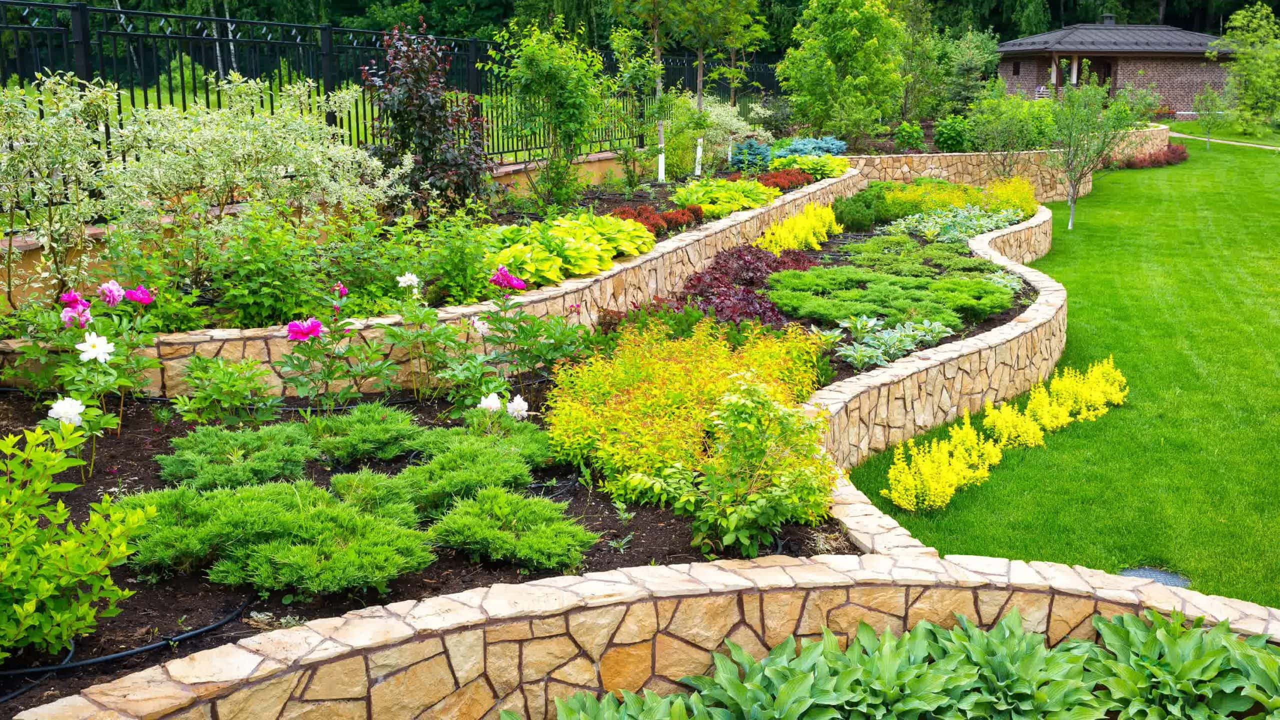 Terraced garden with stone retaining walls, lush greenery, and vibrant flowers in a spacious backyard setting.