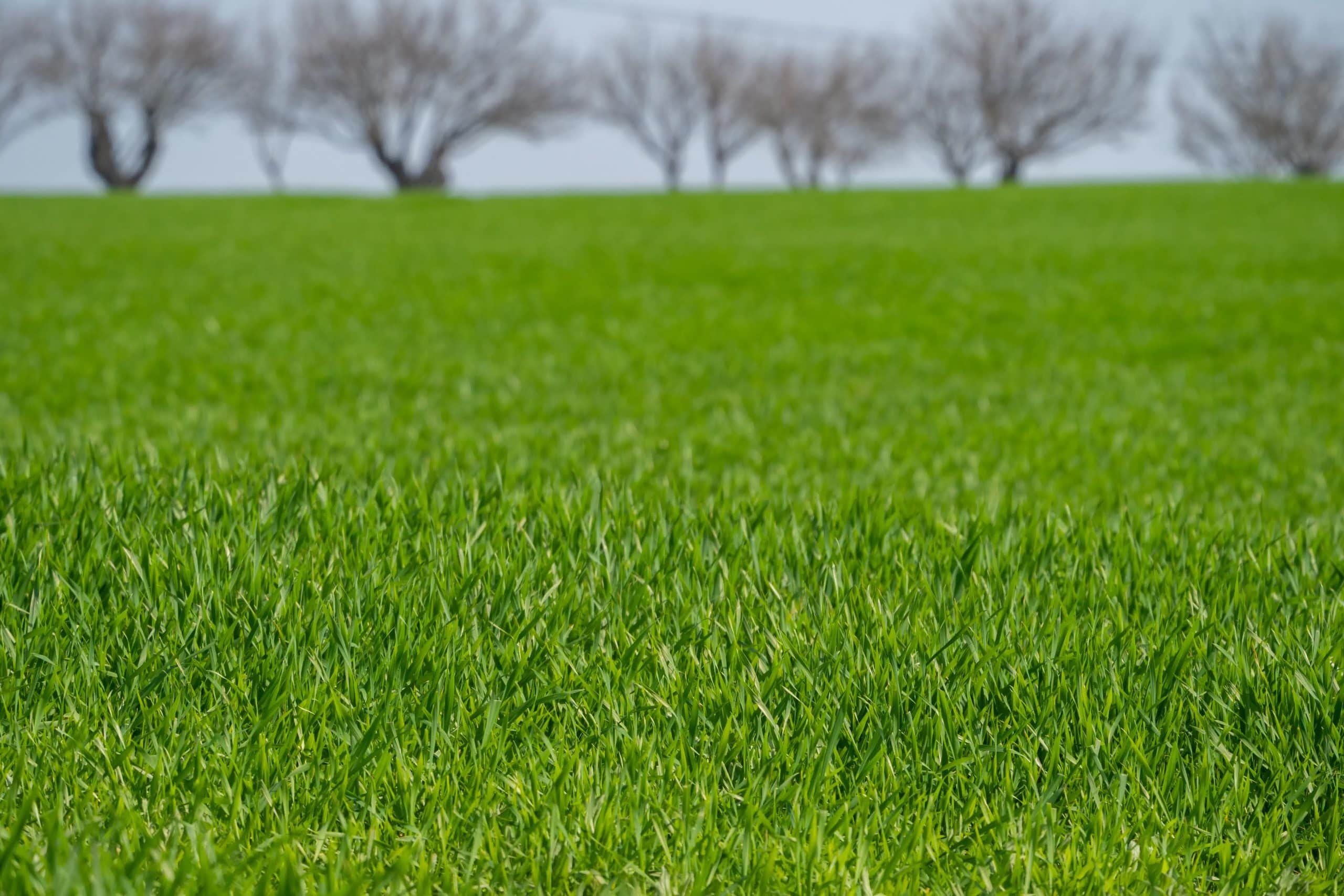 Lush green grass field with blurred trees in the background under a cloudy sky.