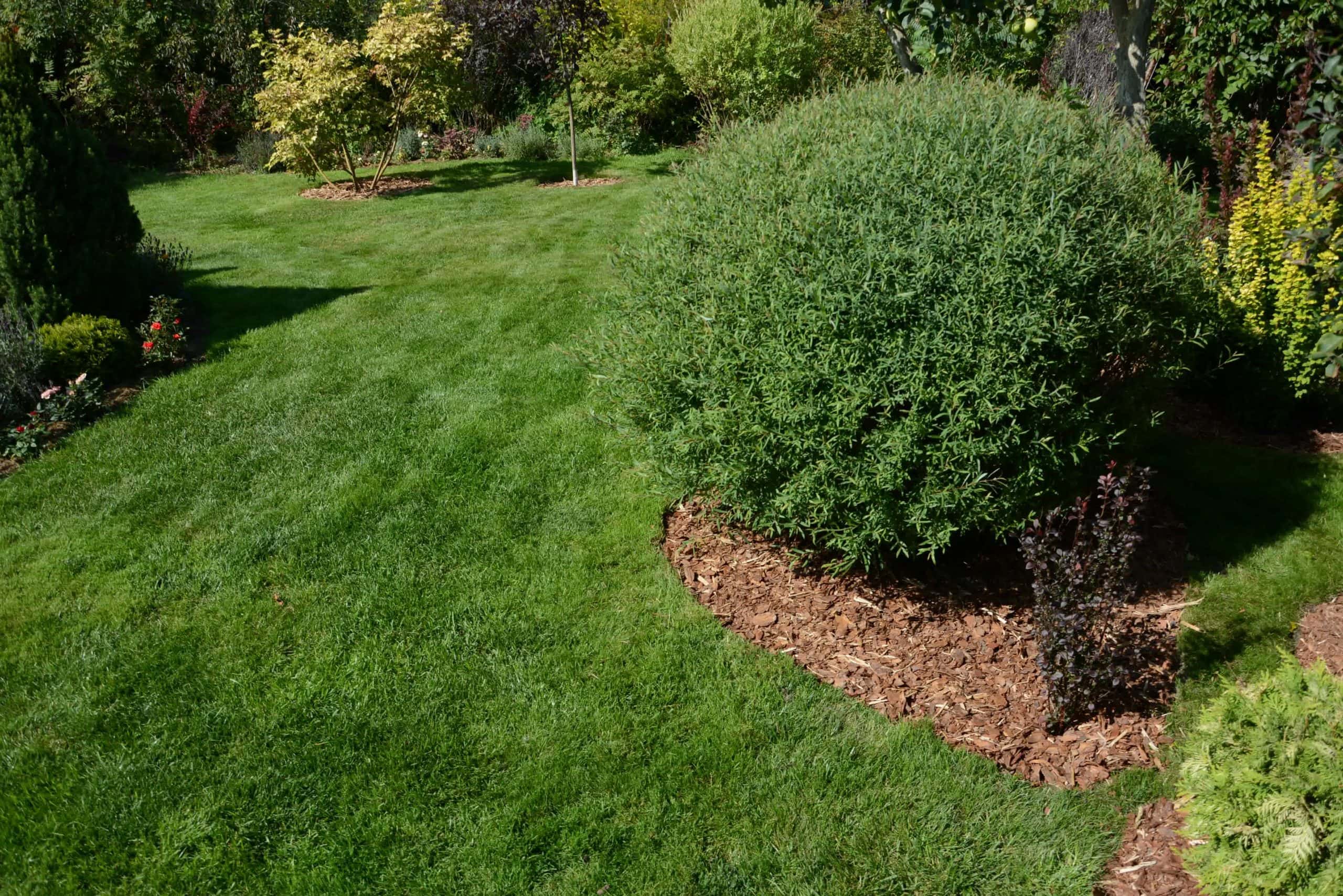 Lush backyard with green grass, trimmed bushes, and mulched beds, surrounded by vibrant landscaping.