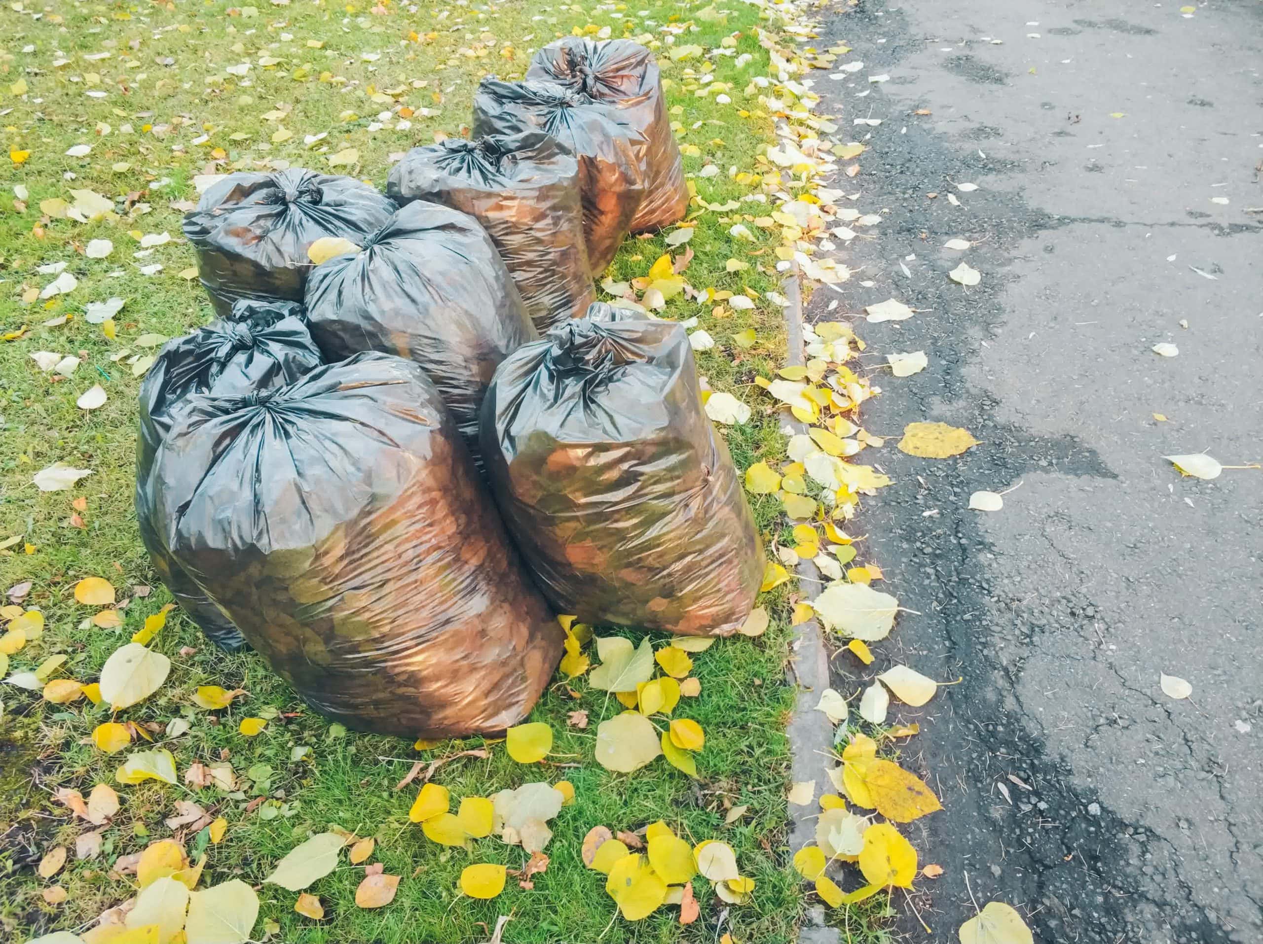 Black trash bags filled with raked leaves lined up on the curb, ready for collection during seasonal yard cleanup.