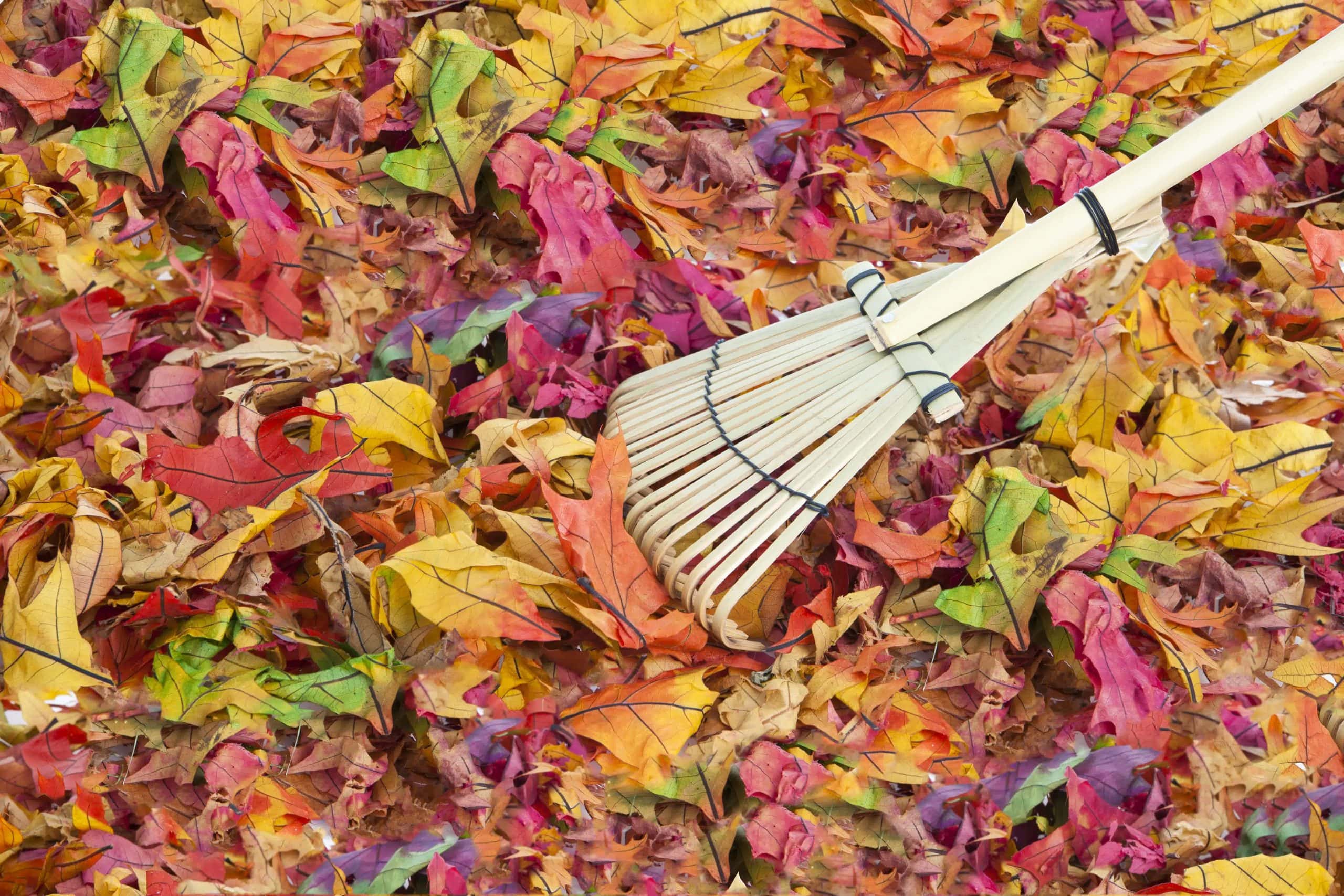 Bamboo rake gathering colorful autumn leaves, representing seasonal lawn maintenance and eco-friendly yard care.
